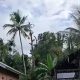 Warga di Mamuju Tewas Usai Jatuh Dari Pohon Durian yang Sedang Pangkas