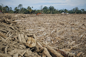 Dampak Bencana Banjir Sumatera