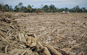 Dampak Bencana Banjir Sumatera
