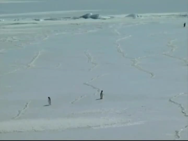 Penguin Adelei Antartika