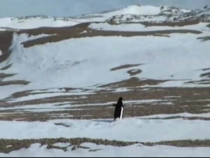 Potongan gambar asli : Penguin Adelei di Antartika. (Sumber : Werner Herzog)
