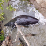 Paus Terdampar di Majene