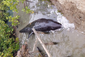 Paus Terdampar di Majene