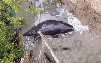 Paus Terdampar di Majene