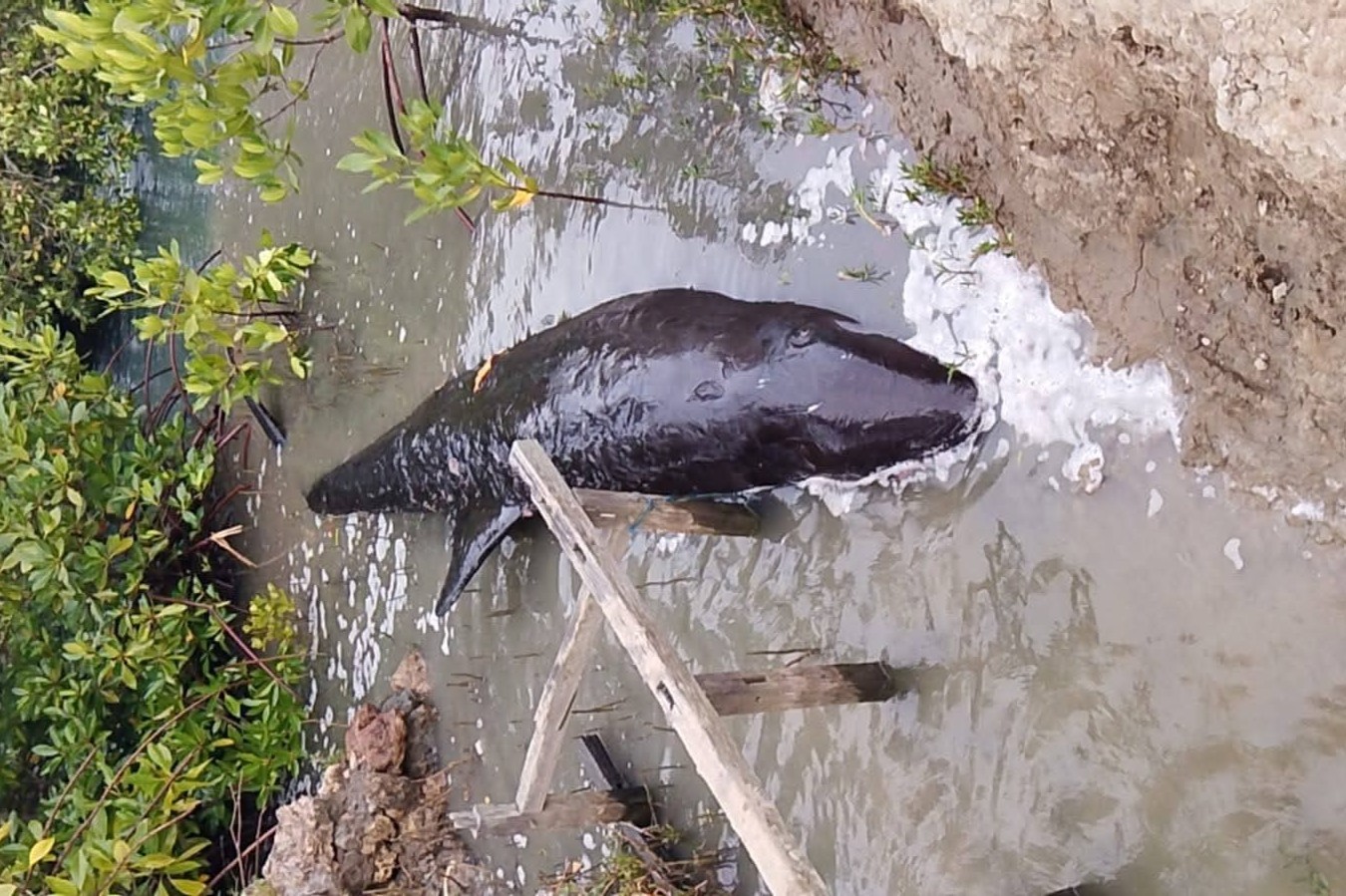 Paus Terdampar di Majene