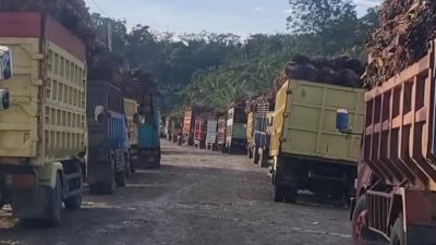 Antrean Sawit Sulbar