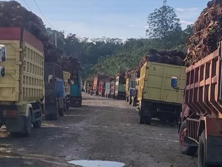 Petani Sawit di Sulbar Kesulitan Jual Hasil Panen, Harga Anjlok dan Antre Berhari-hari
