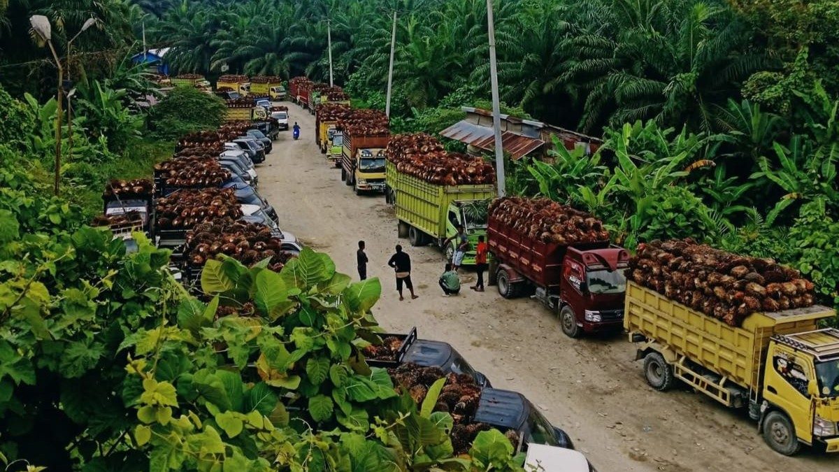 Petani Menjerit, Harga Sawit di Sulbar Makin Anjlok Turun Rp1.000 per Kilogram