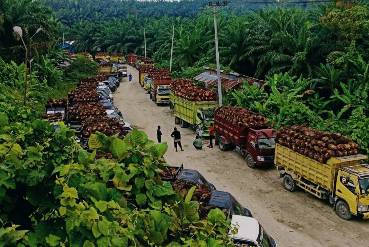 Antrean petani sawit di Mamuju Tengah Sulbar