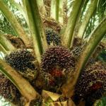 Harga Sawit Sulbar Mei 2026