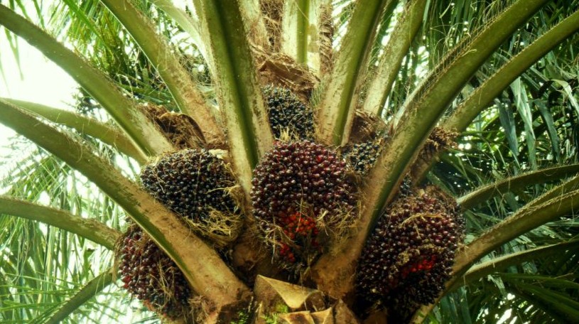 Harga Sawit Sulbar Mei 2026