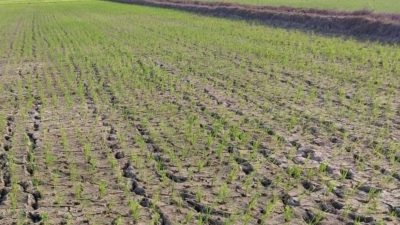 Sawah Kering