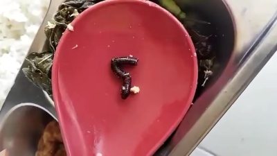 Heboh! Kaki Seribu Ditemukan Masak Bersama Sayur Urap di Ompreng MBG Pasangkayu