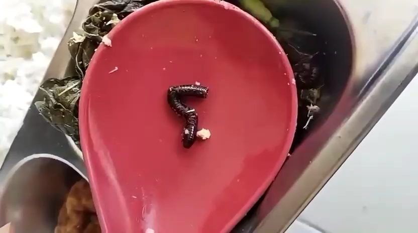 Heboh! Kaki Seribu Ditemukan Masak Bersama Sayur Urap di Ompreng MBG Pasangkayu