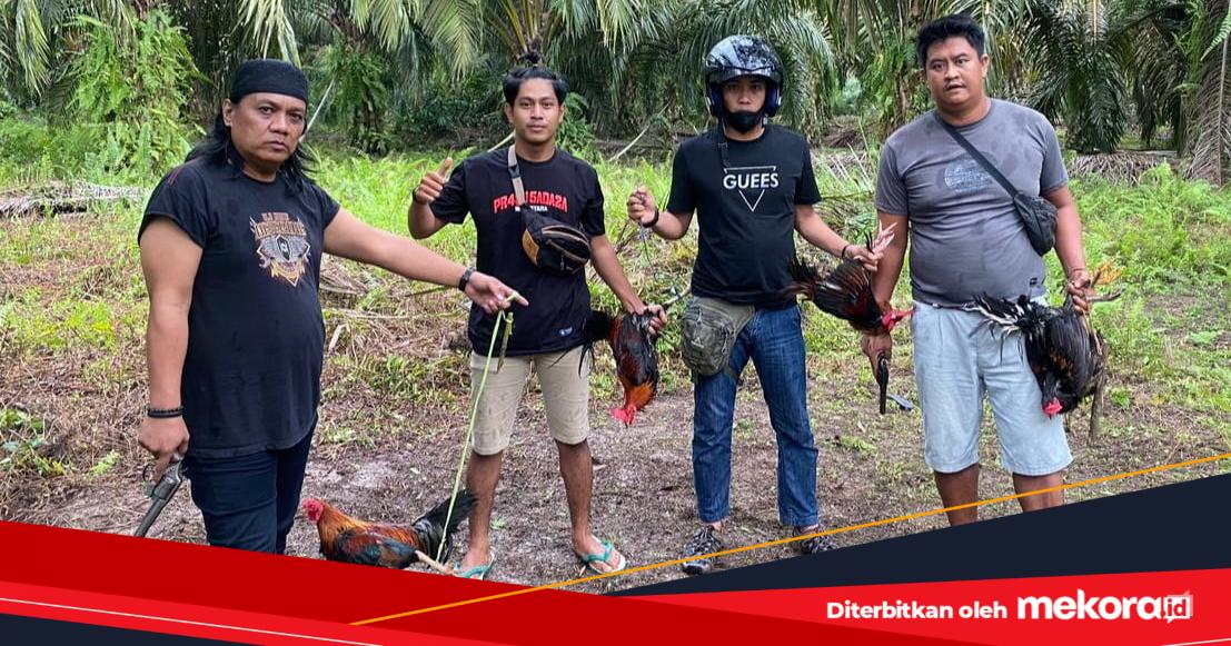 Polisi Gerebek Tempat Sabung Ayam di Leling, Puluhan Motor Diamankan ...