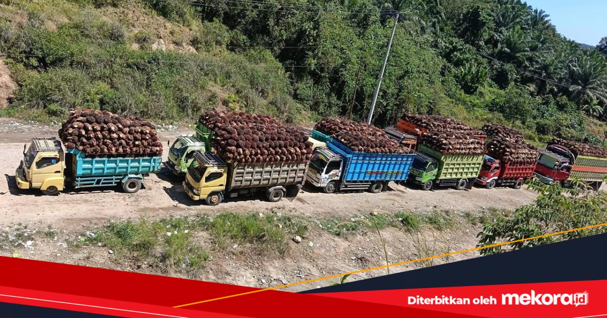 Harga Sawit di Mamuju Tengah Anjlok Rp 1.000 per Kilogram, Petani Enggan Panen karena Takut Rugi